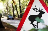 deer hazard sign