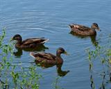 ducks-on-a-pond-mark-bowmer